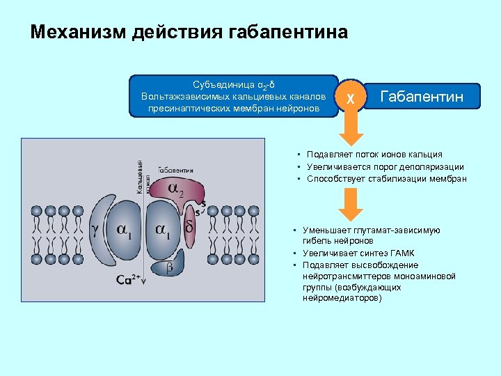 Механизм действия габапентина Субъединица α 2 -δ Вольтажзависимых кальциевых каналов пресинаптических мембран нейронов χ