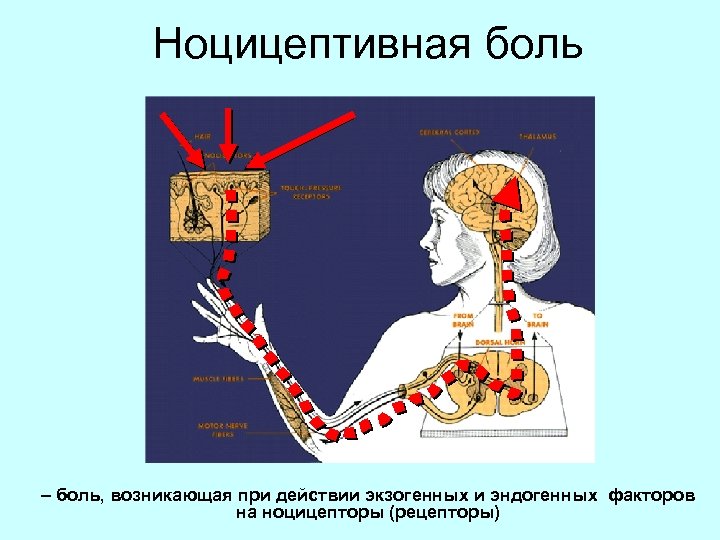 Ноцицепторы это