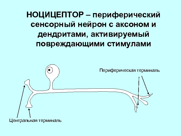 Болевые рецепторы. Ноцирецепторы болевые рецепторы. Периферические ноцицепторы. Ноцицептор - периферический сенсорный Нейрон. Ноцицепторы строение.