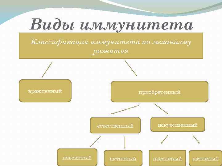 Иммунитет виды иммунитета