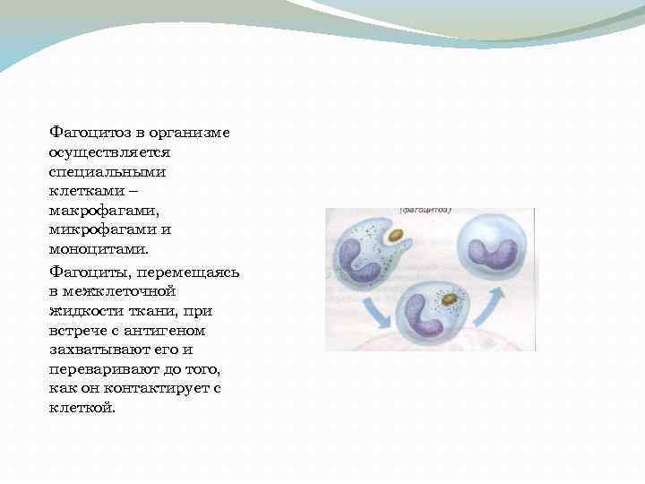 Фагоцитоз в организме осуществляется специальными клетками – макрофагами, микрофагами и моноцитами. Фагоциты, перемещаясь в