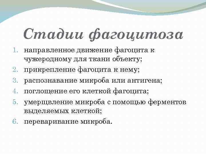 Стадии фагоцитоза 1. направленное движение фагоцита к чужеродному для ткани объекту; 2. прикрепление фагоцита