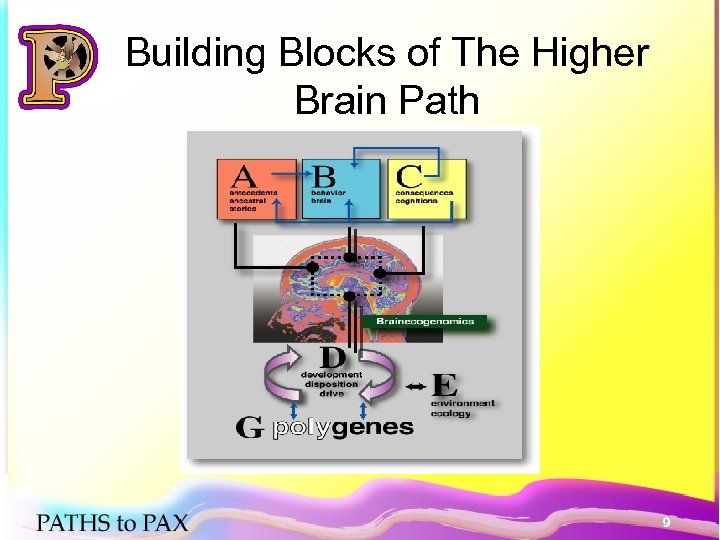Building Blocks of The Higher Brain Path 9 