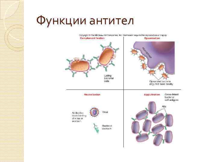Функции антител 