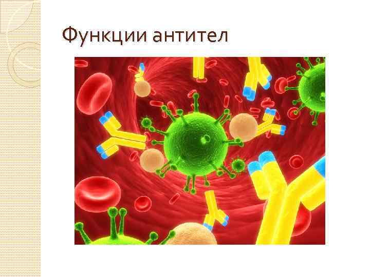 Функции антител 
