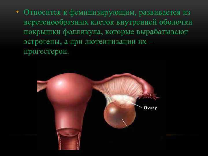  • Относится к феминизирующим, развивается из веретенообразных клеток внутренней оболочки покрышки фолликула, которые