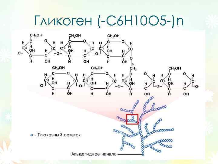 Гликоген (-С 6 Н 10 О 5 -)n 