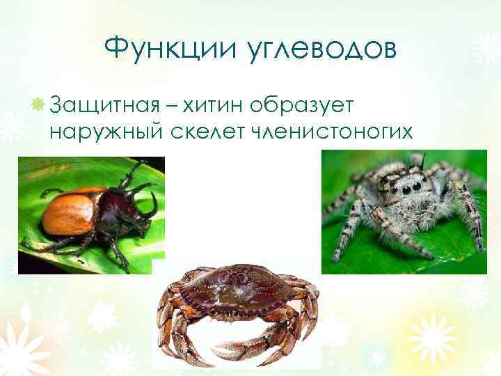Функции углеводов Защитная – хитин образует наружный скелет членистоногих 