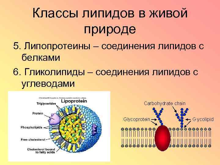 Классы липидов в живой природе 5. Липопротеины – соединения липидов с белками 6. Гликолипиды