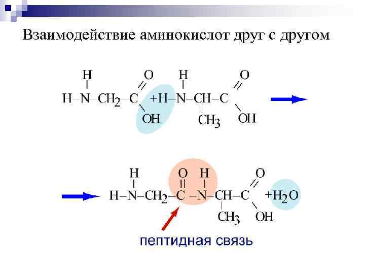 Взаимодействие аминокислот друг с другом 