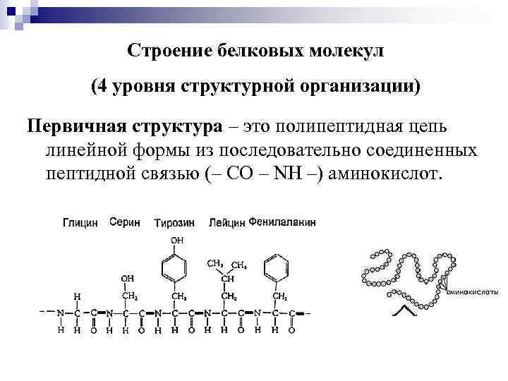 Строение белковых молекул (4 уровня структурной организации) Первичная структура – это полипептидная цепь линейной