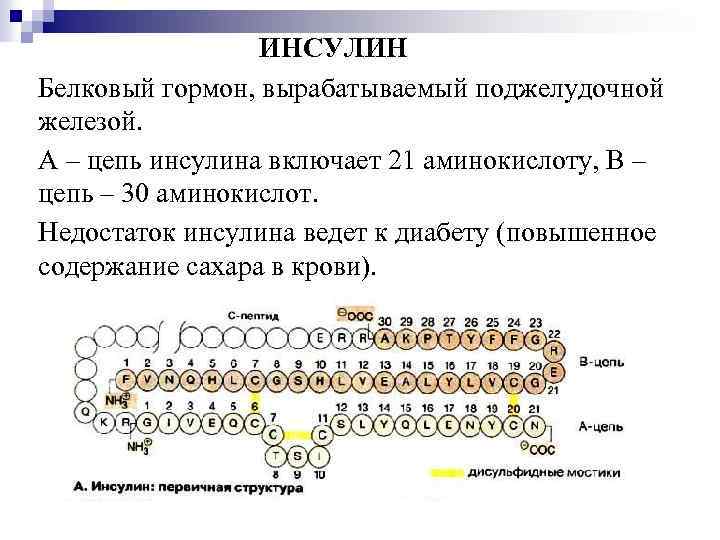 ИНСУЛИН Белковый гормон, вырабатываемый поджелудочной железой. А – цепь инсулина включает 21 аминокислоту, В