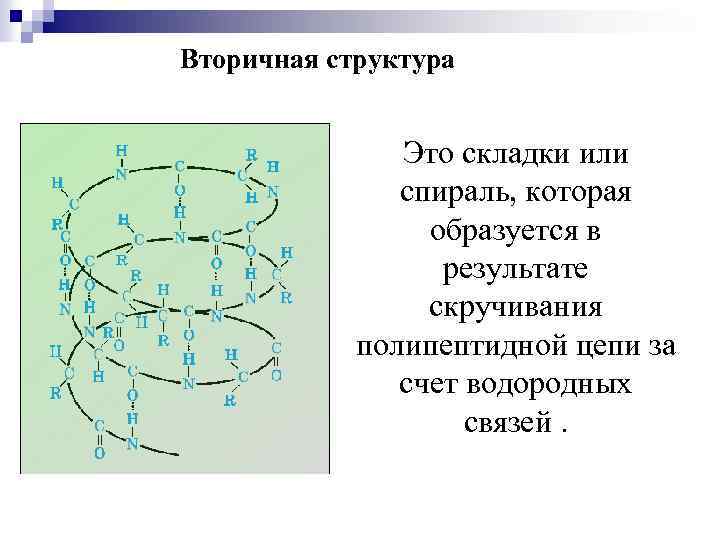 Вторичная структура Это складки или спираль, которая образуется в результате скручивания полипептидной цепи за