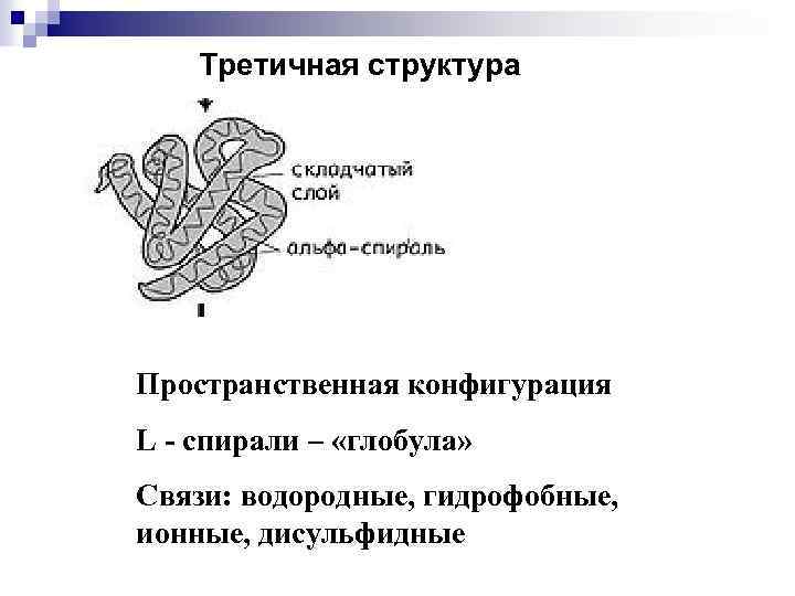 Третичная структура Пространственная конфигурация L - спирали – «глобула» Связи: водородные, гидрофобные, ионные, дисульфидные