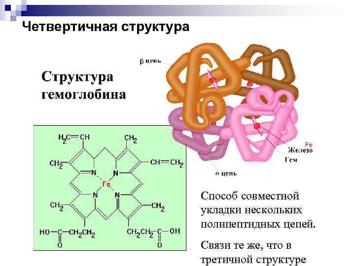 Четвертичная структура Способ совместной укладки нескольких полипептидных цепей. Связи те же, что в третичной