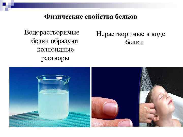 Физические свойства белков Водорастворимые белки образуют коллоидные растворы Нерастворимые в воде белки 