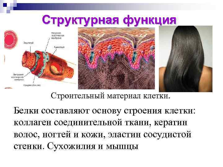 Структурная функция Строительный материал клетки. Белки составляют основу строения клетки: коллаген соединительной ткани, кератин