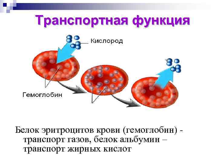 Транспортная функция При участии белков происходит связывание и доставка (транспорт) различных веществ от одного