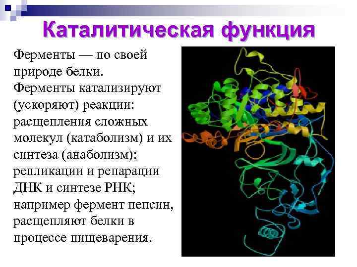 Каталитическая функция Ферменты — по своей природе белки. Ферменты катализируют (ускоряют) реакции: расщепления сложных