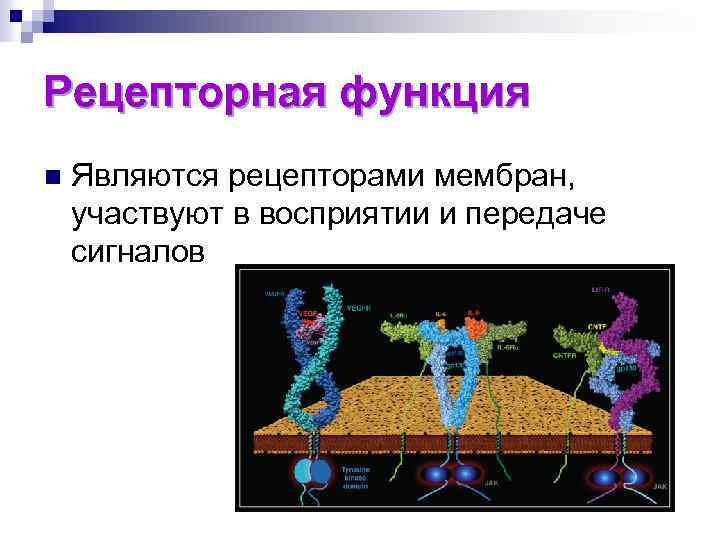 Рецепторная функция n Являются рецепторами мембран, участвуют в восприятии и передаче сигналов 