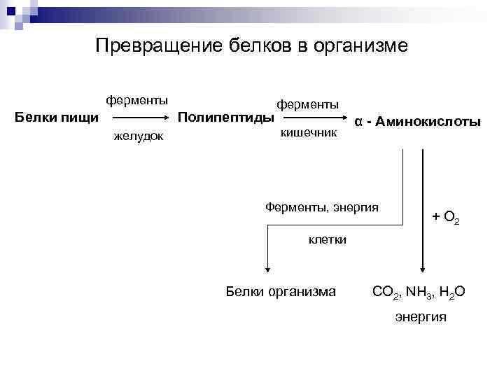 Превращение белков в организме ферменты Белки пищи Полипептиды желудок ферменты кишечник α - Аминокислоты