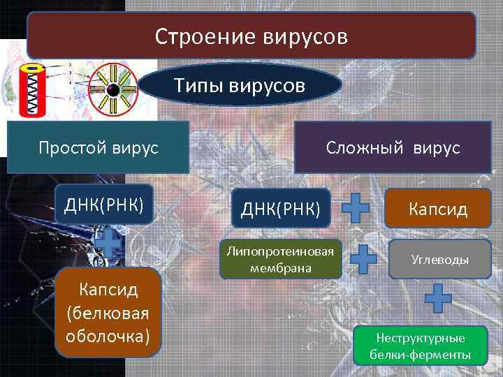 Строение вирусов Типы вирусов Простой вирус ДНК(РНК) Сложный вирус Капсид Липопротеиновая мембрана Капсид (белковая