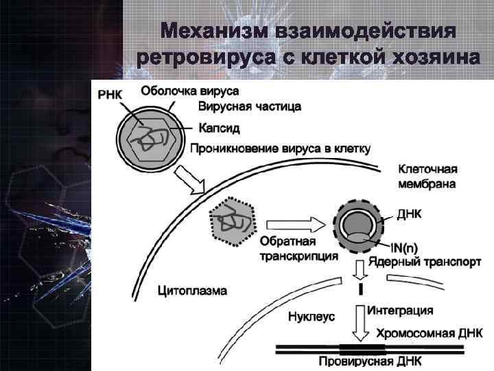 Механизм взаимодействия ретровируса с клеткой хозяина 
