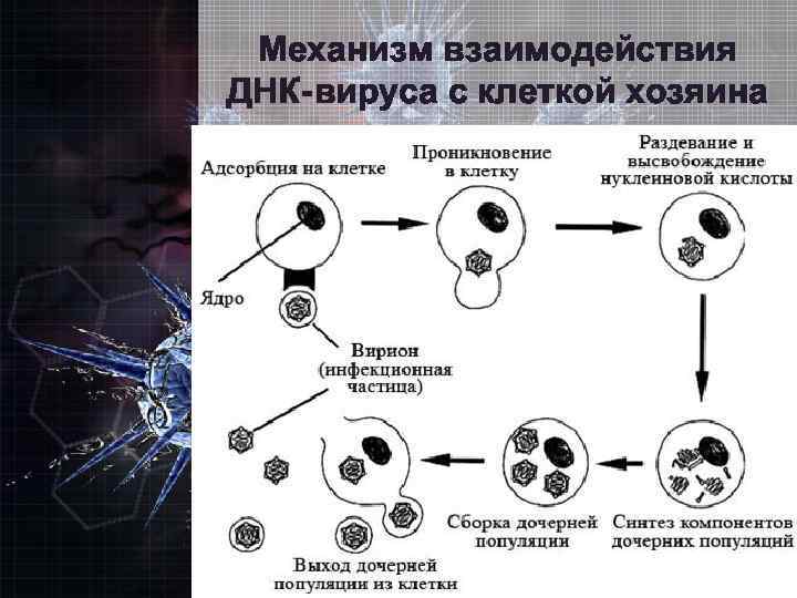 Вирусы неклеточная форма жизни презентация 10 класс