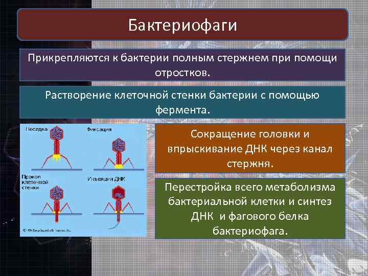 Бактериофаги Прикрепляются к бактерии полным стержнем при помощи отростков. Растворение клеточной стенки бактерии с