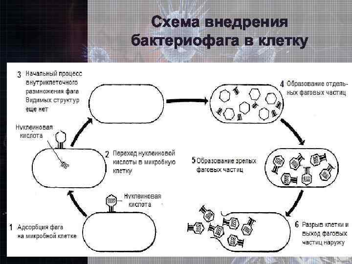 Проникновение вируса в клетку схема