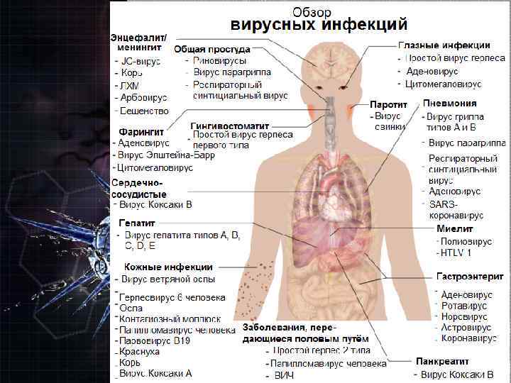 Вирусы неклеточная форма жизни проект