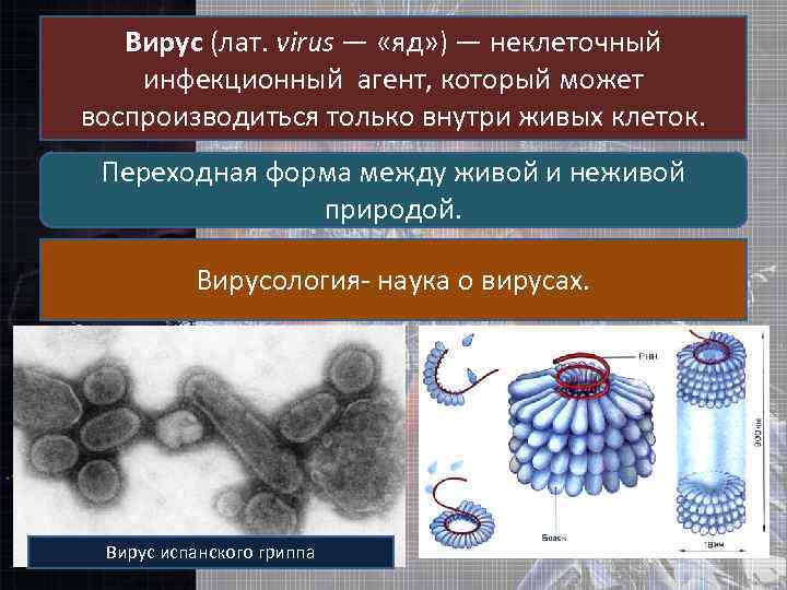 Вирус (лат. virus — «яд» ) — неклеточный инфекционный агент, который может воспроизводиться только
