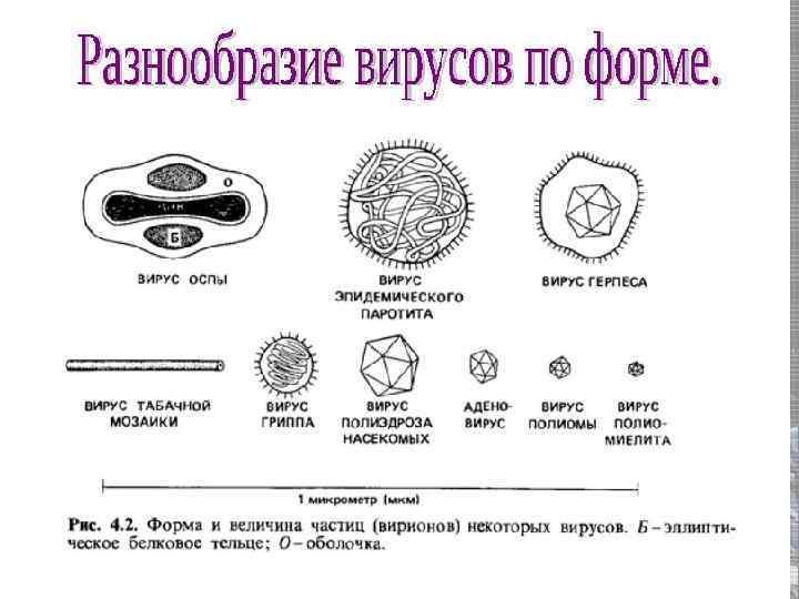 Вирусы неклеточная форма жизни презентация