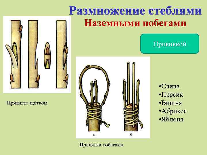 Наземными побегами Прививкой • Слива • Персик • Вишня • Абрикос • Яблоня Прививка