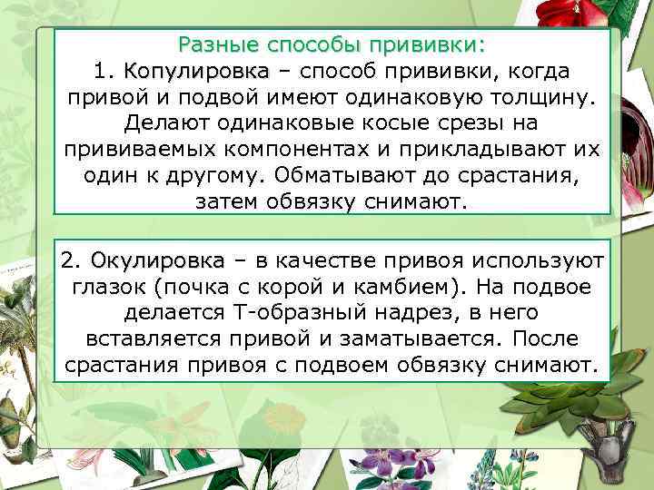 Разные способы прививки: 1. Копулировка – способ прививки, когда привой и подвой имеют одинаковую