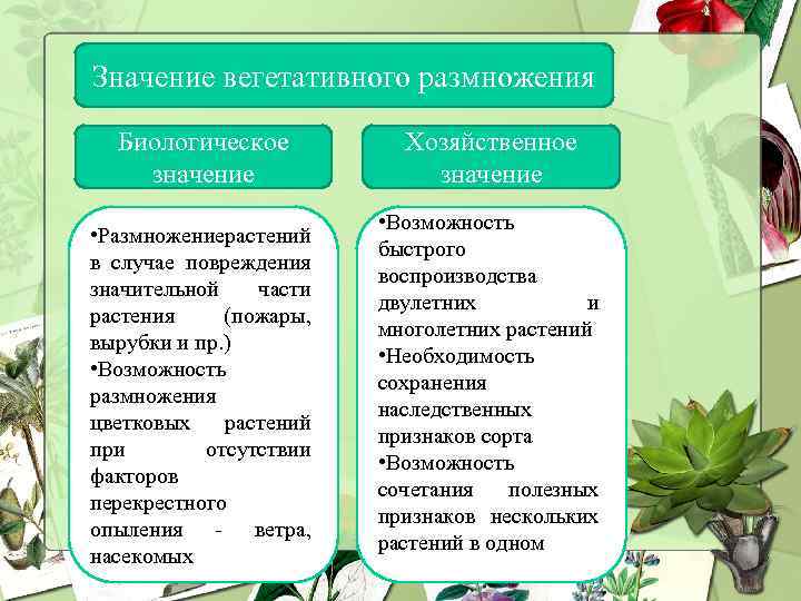 Значение вегетативного размножения Биологическое значение • Размножениерастений в случае повреждения значительной части растения (пожары,