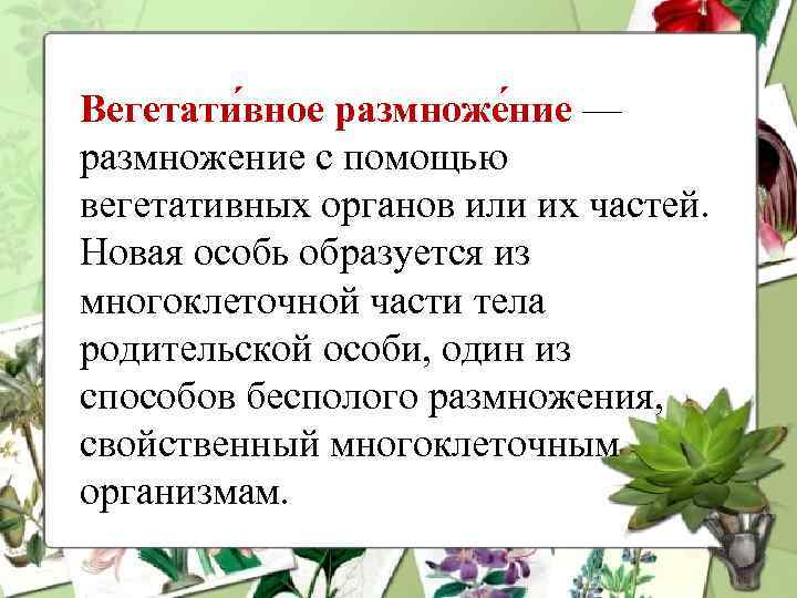 Вегетативные растения цветы