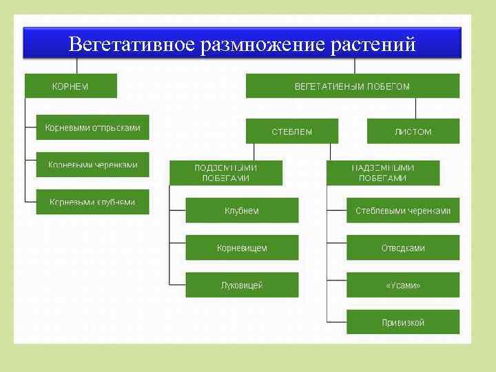 Вегетативное размножение растений 