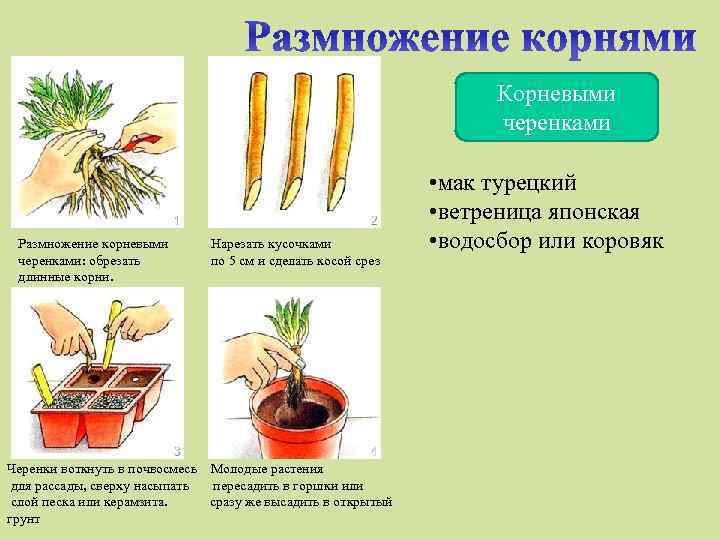 Корневыми черенками Размножение корневыми черенками: обрезать длинные корни. Нарезать кусочками по 5 см и