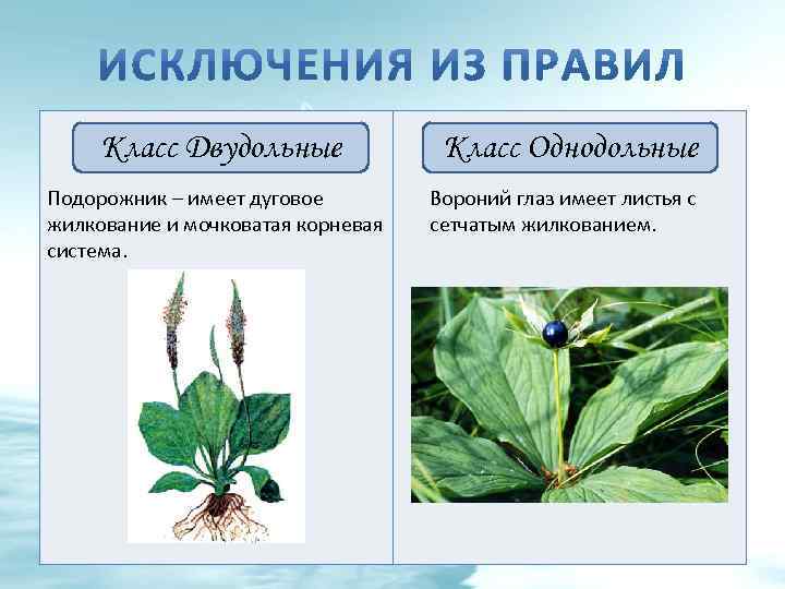 Класс Двудольные Подорожник – имеет дуговое жилкование и мочковатая корневая система. Класс Однодольные Вороний