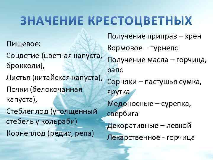 Получение приправ – хрен Пищевое: Кормовое – турнепс Соцветие (цветная капуста, Получение масла –