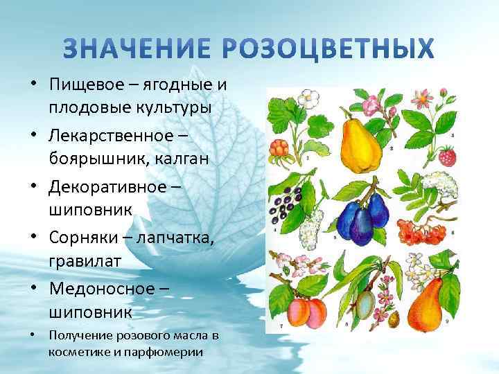  • Пищевое – ягодные и плодовые культуры • Лекарственное – боярышник, калган •