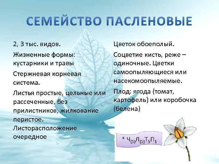 2, 3 тыс. видов. Жизненные формы: формы кустарники и травы Стержневая корневая система Листья