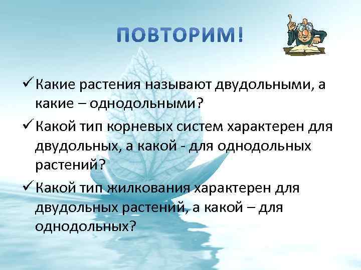 ü Какие растения называют двудольными, а какие – однодольными? ü Какой тип корневых систем