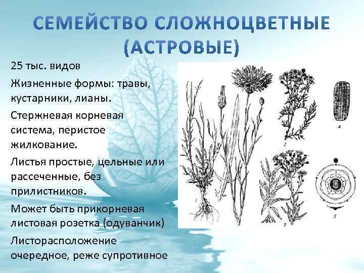 25 тыс. видов Жизненные формы: травы, кустарники, лианы. Стержневая корневая система, перистое жилкование. Листья