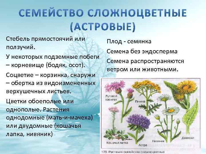 Стебель прямостоячий или ползучий. У некоторых подземные побеги – корневище (бодяк, осот). Соцветие –