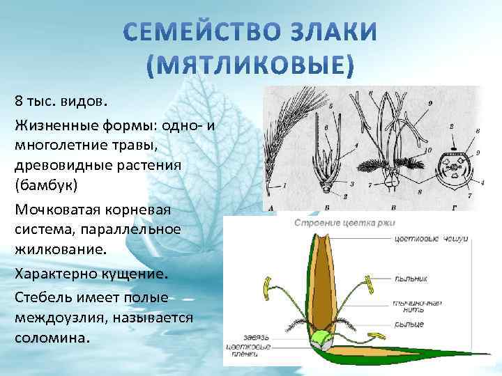 8 тыс. видов. Жизненные формы: одно- и формы многолетние травы, древовидные растения (бамбук) Мочковатая