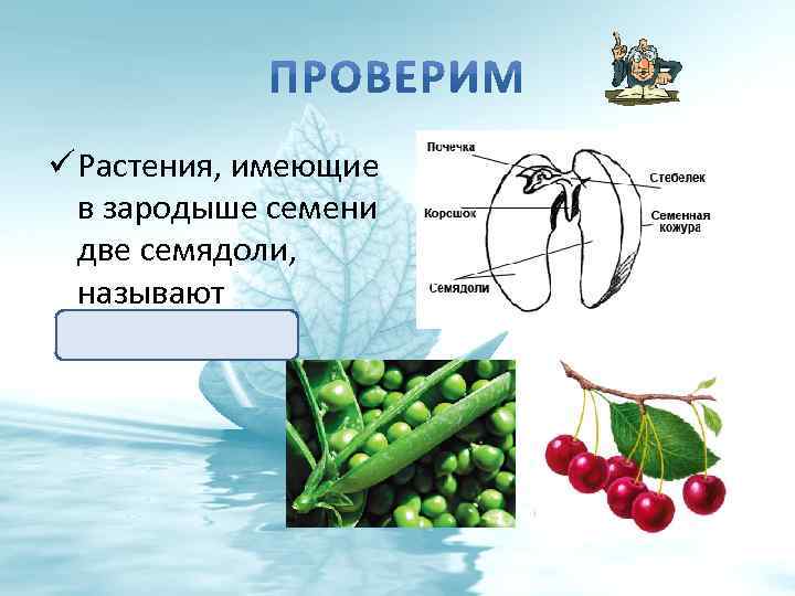 ü Растения, имеющие в зародыше семени две семядоли, называют двудольными. 