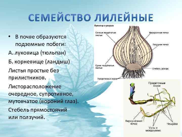  • В почве образуются подземные побеги: А. луковица (тюльпан) Б. корневище (ландыш) Листья