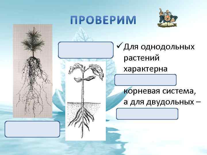 Стержневая корневая система Мочковатая корневая система ü Для однодольных растений характерна мочковатая корневая система,